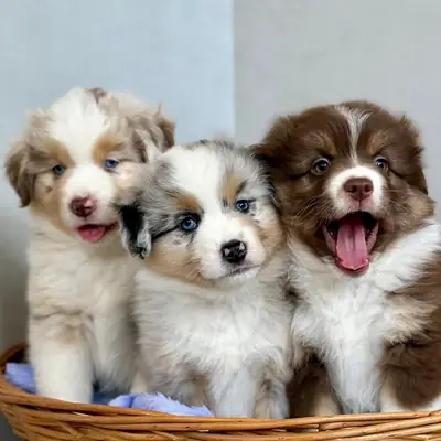 澳大利亚牧羊犬幼犬待领养