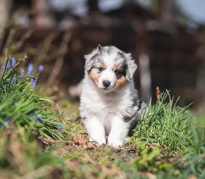 Adorable male and female Australian Shepherd Puppies Ready for Adoption 