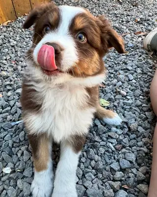 Playful Australian Shepherd Puppies Available for Loving Homes