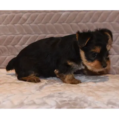 Cachorros Yorkie criados en casa y entrenados para hacer sus necesidades fuera