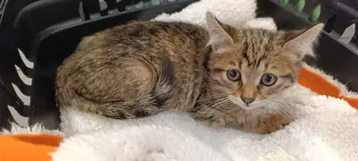 急需为伊斯坦布尔的2个月大虎斑小猫寻找永久或临时家