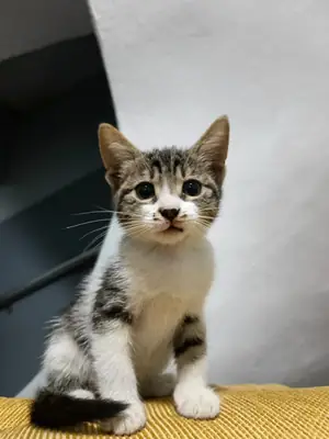 Tekir yavru kedi 