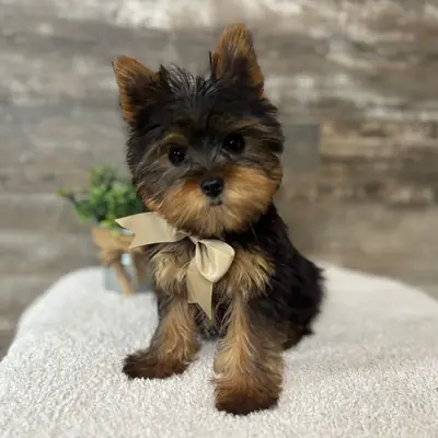 两个可爱的“茶杯”约克夏犬幼犬