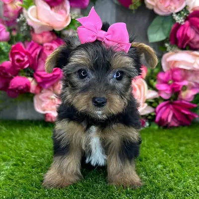 Hermosos cachorros Yorkie