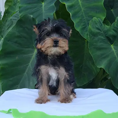 Adorables cachorros Yorkie (machos y hembras)
