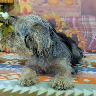 Sevimli Yorkie yavrusu evlat edinme