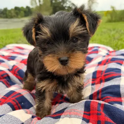 Yorkie Puppies