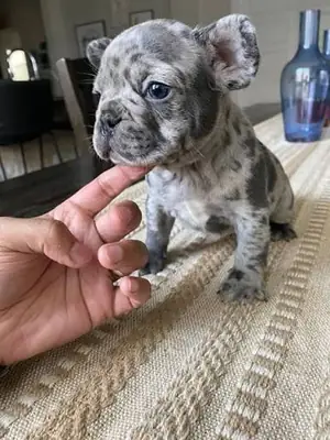 蓝眼法斗幼犬