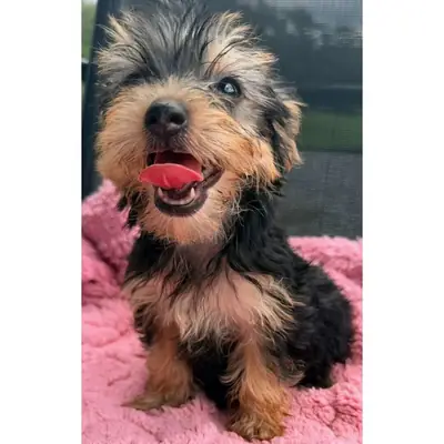 Büyüleyici Yorkie yavruları mevcut