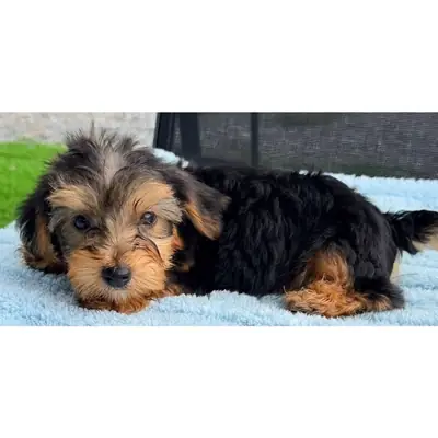 Yorkies tamaño "teacup" en adopción gratuita