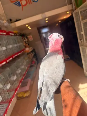 Tüm Kuş Türleri ve yumurtalı papağan