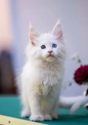Güzel Maine Coon – Nazik ve Sevecen