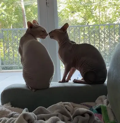 🐾 ADOPCIÓN – PONYO & TCHOUPI – MARSELLA 🐾