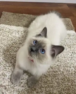 Sevimli Ragdoll yavrusu evlat edinilebilir