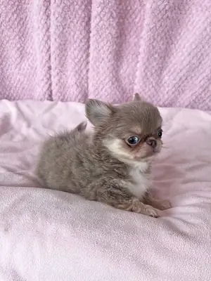 Süßer Chihuahua-Welpe sucht ein liebevolles Zuhause