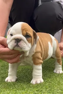 Sevimli İngiliz bulldog yavruları sevgi dolu, kalıcı bir yuva arıyor