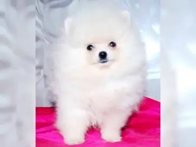 Sevimli ve şefkatli Pomeranian yavruları