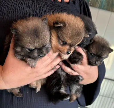 Cachorros Pomerania machos y hembras disponibles para adopción.
