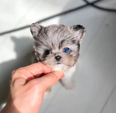 💖 Faites connaissance avec ces adorables petits Maltipoo