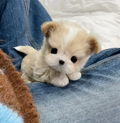 🐾 Ваш следующий лучший друг, возможно, ждет вас здесь