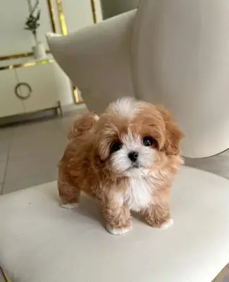 🏡 小马尔济斯犬，大心脏！❤️ 可供领养