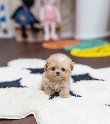 🐶💖 Ces adorables petits compagnons attendent leur foyer pour toujours.
