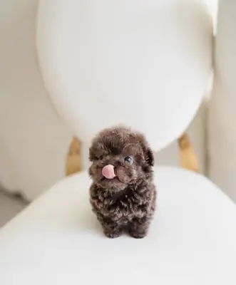 🐶💕 Maltipoo à adopter — douceur, câlins et bonheur garantis !