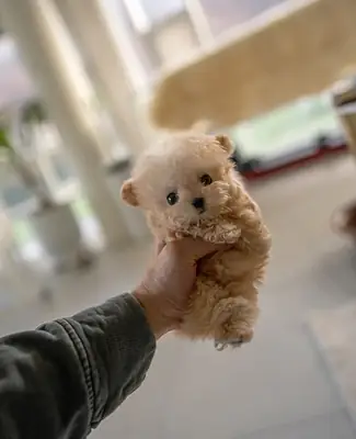 🐶 Маленькие Мальтипу доступные для ответственного и любящего усыновления.