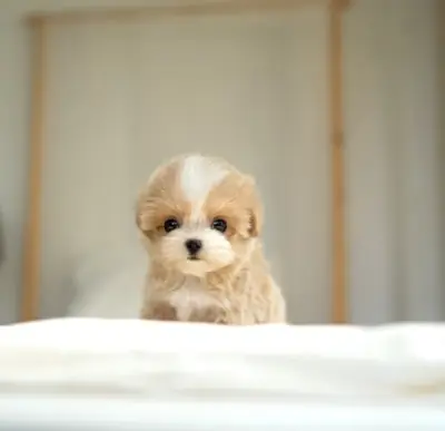🐶✨ Кто хочет принять в свою семью очаровательного Мальтипу?