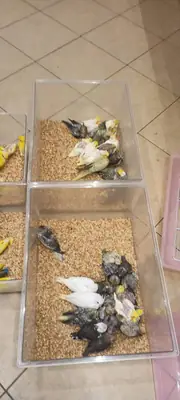 可供出售的雄性斑点和雌性珍珠鹦鹉