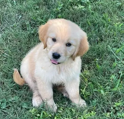 Jolis chiots Golden Retriever