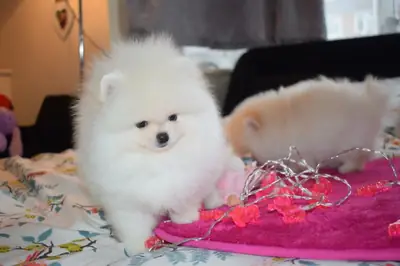 可爱的博美犬幼犬