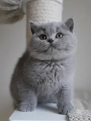 милый британский короткошерстный котенок