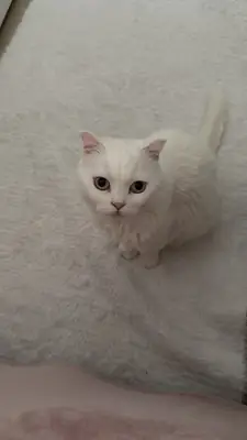 Tatlı ve uyumlu bir dişi kedi 🤍