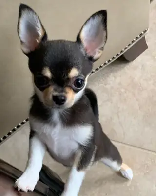 Chihuahua puppies for adoption 