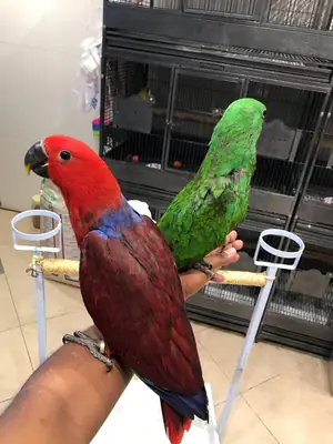 Pareja de loros Eclectus disponible