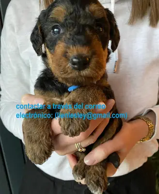 Chiots Airedale Terrier disponibles à l'adoption