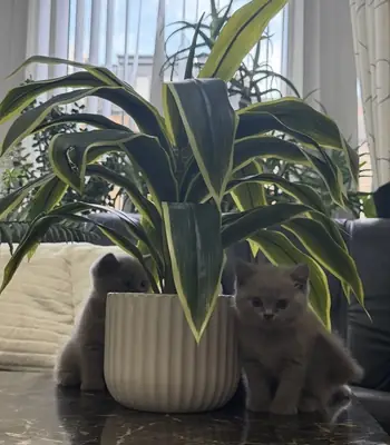 🐱 **BRITISH SHORTHAIR KEDİLERİ – GÜZEL RENKLER**
