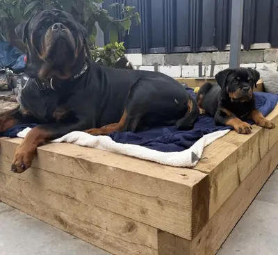 🐕‍🦺 **Mevcut Rottweiler'lar**
