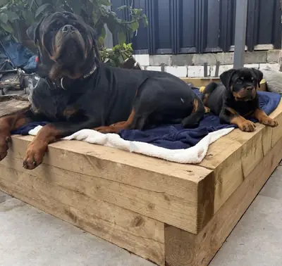 Rottweiler – Yetişkin ve Dişi Mevcuttur