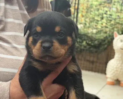 Rottweiler Yavruları