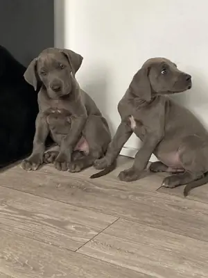 大丹犬幼犬 "Quiet Joy"（公犬和母犬）可供免费领养