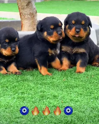 Rottweiler   Leal