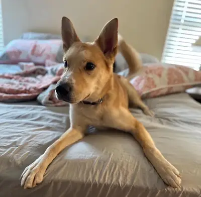 perro joven, no puedo seguir con esto