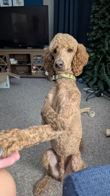 caniche, requiere más dedicación de lo esperado