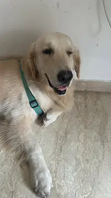 golden, buen perro pero no tengo tiempo