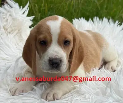 Chiots beagle adorables à adopter