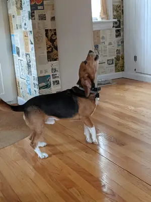 beagle, trop d’énergie pour moi