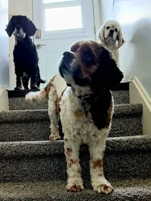 cocker, besoin de présence quotidienne