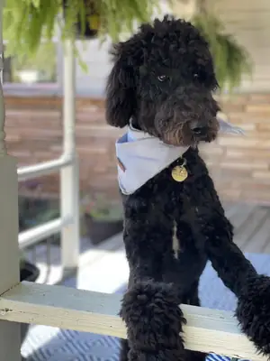 caniche, entretien sous-estimé